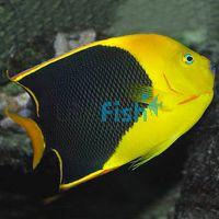 Rock Beauty Angelfish - Medium