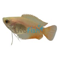 Honey Dwarf Gourami Firetail 3cm