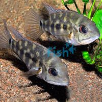 Hoplarchus Psittacus 7cm