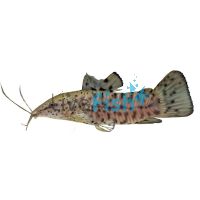 Hoplo Catfish 10cm