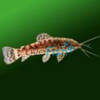 Hoplosternum Pectorale 3.5cm