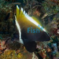 Horned Bannerfish - Medium