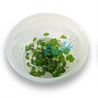 TC - Hydrocotyle Tripartita 