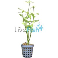 Hygrophila - Submersed - Bunch