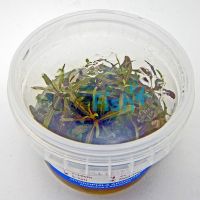 Hygrophila 'Araguaia' Tissue Culture Tub