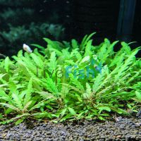 Hygrophila Pinnatifida Bunch