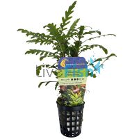 Hygrophila Pinnatifida - Bunch