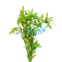 Hygrophila Polysperma - Bunch