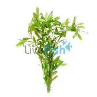 Hygrophila Sunset - Submersed - Bunch