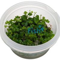 Hygrophila Tripartita Japan - Tissue Culture