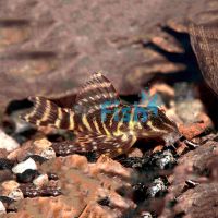 Hypancistrus Debilitteral 3.5cm