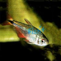 Buenos Aires Tetra 3.5cm