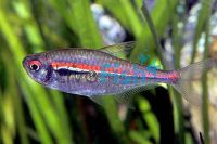 Amapa Tetra 3cm