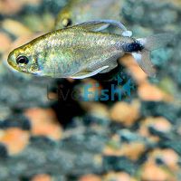 Reed Tetra 3cm