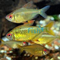 Lemon Tetra 3.5cm