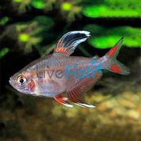 Hyphessobrycon Robertsi Tetra 3.5cm