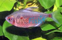 Socolof's Bleeding Heart Tetra 3cm