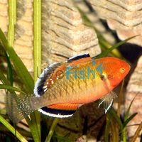 Empire Gudgeon 7cm 