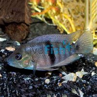 Neetroplus Nematopus 3cm