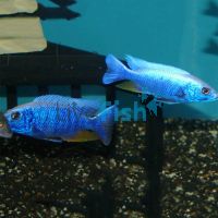 Iceberg Electric Blue 4cm
