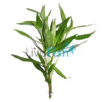 Polygonum - Native Blue Stricta