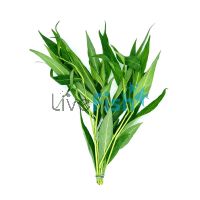 Blue Stricta