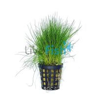 Hairgrass - Pot