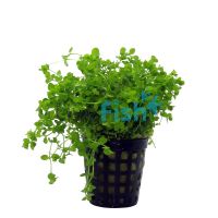Micranthemum Monte Carlo - Pot