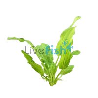 Echinodorus - Marble Queen