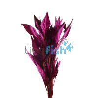 Red Temple Bunch