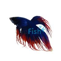 Male Betta Crown Grizzle Fancy Fighter 5cm