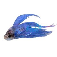 Purple Cambodian - Male S. Betta 6cm