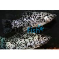Sailfin Dalmation Molly Pair 6cm