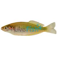 Crimson Spot Rainbow 9cm