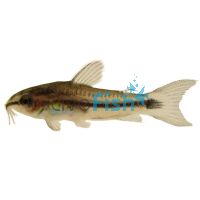 Pygmy Corydoras 2cm