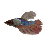 Select Elephant Ear Super Delta Male 5cm