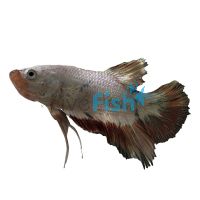 Assorted Shortfin Male Fighter 3cm
