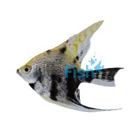 Gold Marble Angelfish 3.5cm