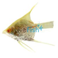 Platinum Angel Fish 3.5cm