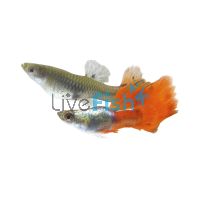 Pair Platinum Redtail Guppy 3.5cm