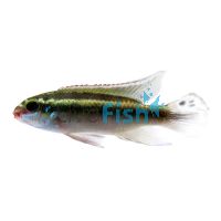 Kribensis Wild Red Azumini Blue River 7cm