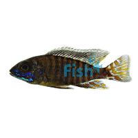 Peacock Cichlid Steveni 5cm