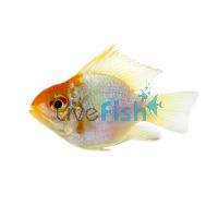 Balloon Gold Head Electric Blue Ram 3cm