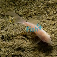 Albino Longfin Corydoras 3.5cm