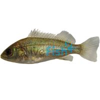 Jade Perch 7cm