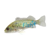 Jade Perch (2.5-3.5cm)