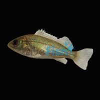 Jade Perch 5cm 