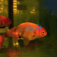 Japan Red Ranchu 7cm