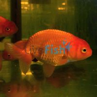 Japan Red Ranchu 12cm
