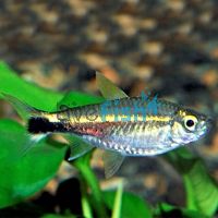 January Tetra - Wild Caught 3cm
